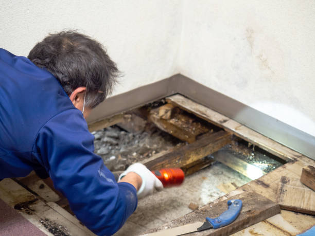 Best Black Mold Remediation in Allen, TX