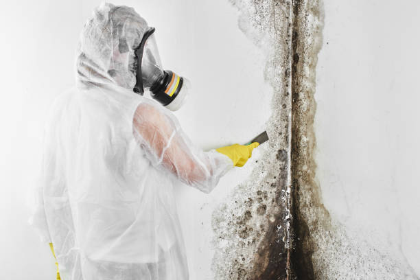  Allen, TX Mold Removal Pros