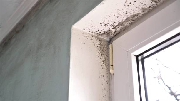 Best Mold Remediation for Specific Building Types in Allen, TX