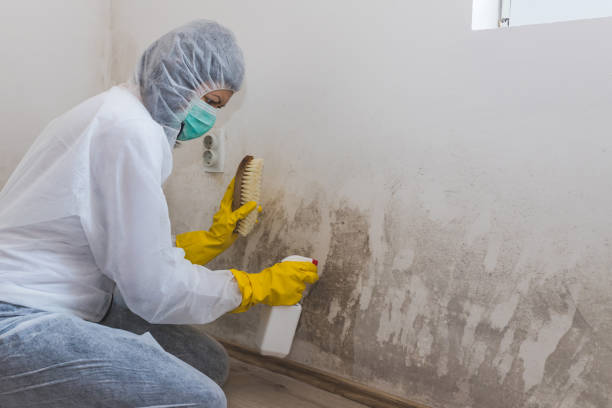 Best White Mold Remediation in Allen, TX