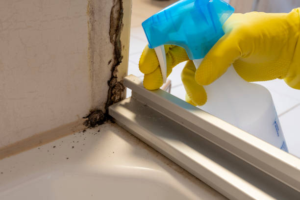 Best Basement Mold Remediation in Allen, TX