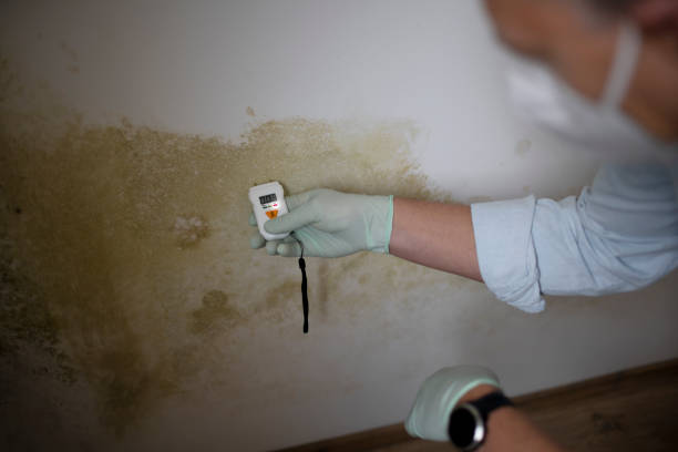 Best Attic Mold Remediation in Allen, TX