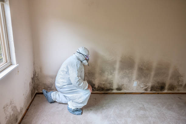 Allen, TX Mold Remediation Company